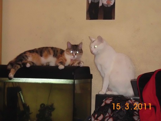 mis dos gatillos